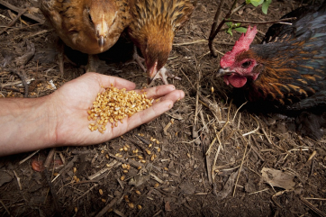 В США рассматривают новый вид корма для домашней птицы